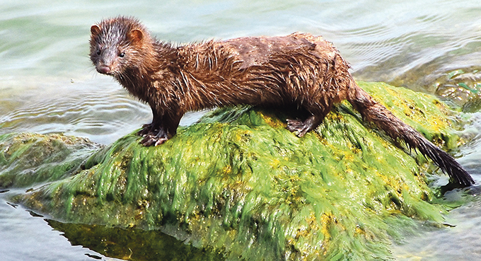 Prada na celowniku organizacji prozwierzęcych