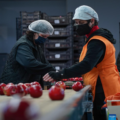 Ukraine crisis deals huge blow to Greece&#8217;s fruit and vegetable exports