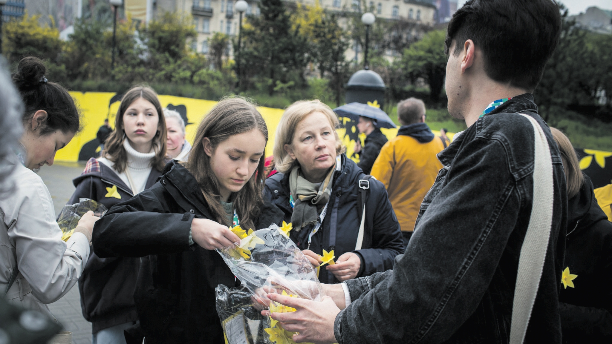 Żółty żonkil jako zastępcze święto inteligencji