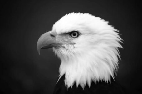 Szok: USA to nie jest dobry wujek zza oceanu