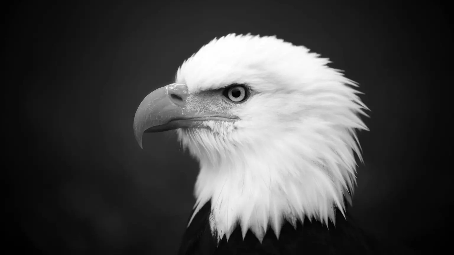 Bielik amerykański – symbol Stanów Zjednoczonych, zdjęcie ilustracyjne