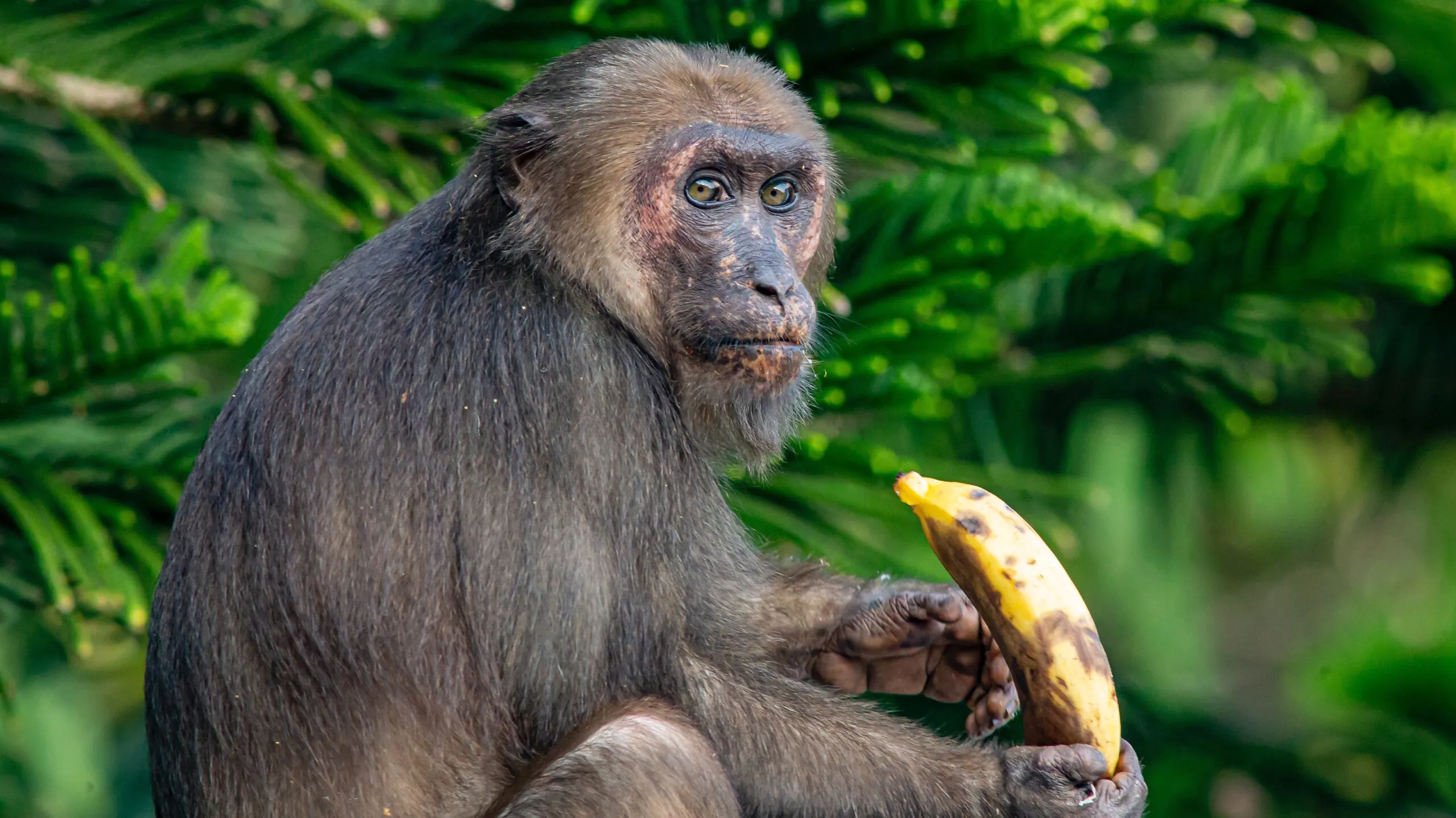 Daj małpie zegarek, bananem będzie nakręcała