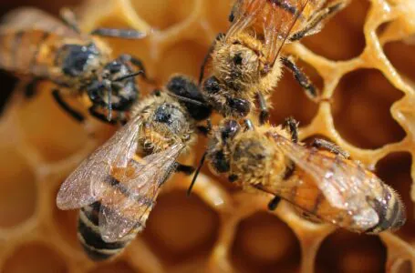 Pszczoły bzykają coraz krócej
