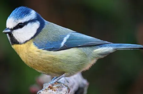 Jak ptaki reagują na zmiany klimatu?