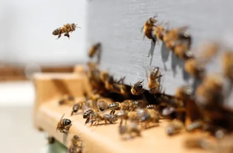 Pszczoły na siebie zarabiają
