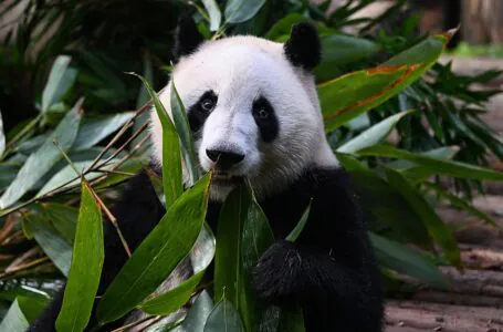 Dlaczego w polskich ogrodach zoologicznych nie ma pand wielkich?